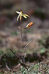 Thelymitra antennifera