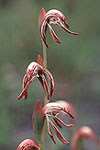 Pyrorchis nigricans