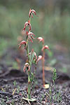 Pyrorchis nigricans