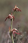 Pyrorchis nigricans