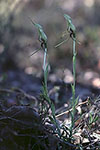 Pterostylis barbata