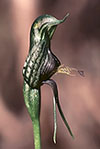 Pterostylis barbata