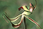 Caladenia integra
