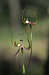 Caladenia integra