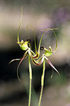 Caladenia integra