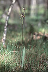 Caladenia integra