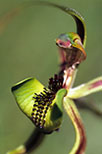 Caladenia integra