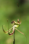 Caladenia integra