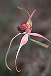 Caladenia nivalis x C. applanata