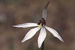 Ericksonella saccharata