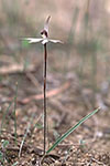 Ericksonella saccharata