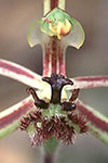 Drakonorchis barbarossa