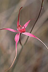 Caladenia harringtoniae