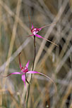 Caladenia harringtoniae