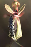 Caladenia doutchiae