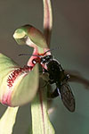 Caladenia doutchiae