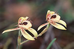 Caladenia discoidea