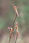 Caladenia cairnsiana