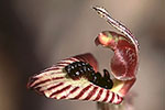 Caladenia cairnsiana