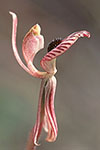Caladenia cairnsiana