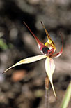 Caladenia macrostylis