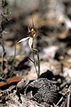 Caladenia macrostylis