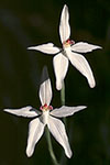 Caladenia latifolia