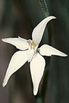 Caladenia latifolia