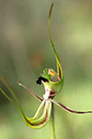 Caladenia attingens subsp. attingens