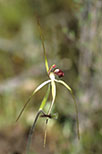 Caladenia uliginosa subsp. uliginosa