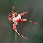 Caladenia ferruginea