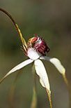 Caladenia excelsa