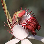 Caladenia excelsa
