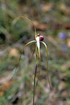 Caladenia excelsa