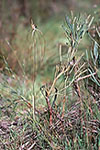 Caladenia excelsa