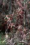 Caladenia chapmanii