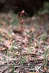 Caladenia chapmanii