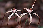 Caladenia nobilis