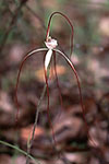 Caladenia nobilis