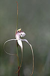 Caladenia christineae