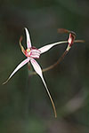 Caladenia christineae