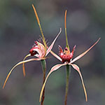Caladenia pectinata
