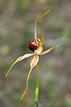 Caladenia pectinata