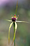 Caladenia thinicola