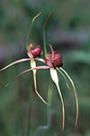 Caladenia applanata subsp. applanata