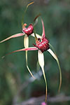 Caladenia applanata subsp. applanata