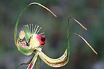 Caladenia lobata