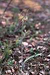 Caladenia lobata