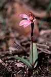 Caladenia nana subsp. nana