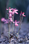 Caladenia nana subsp. nana